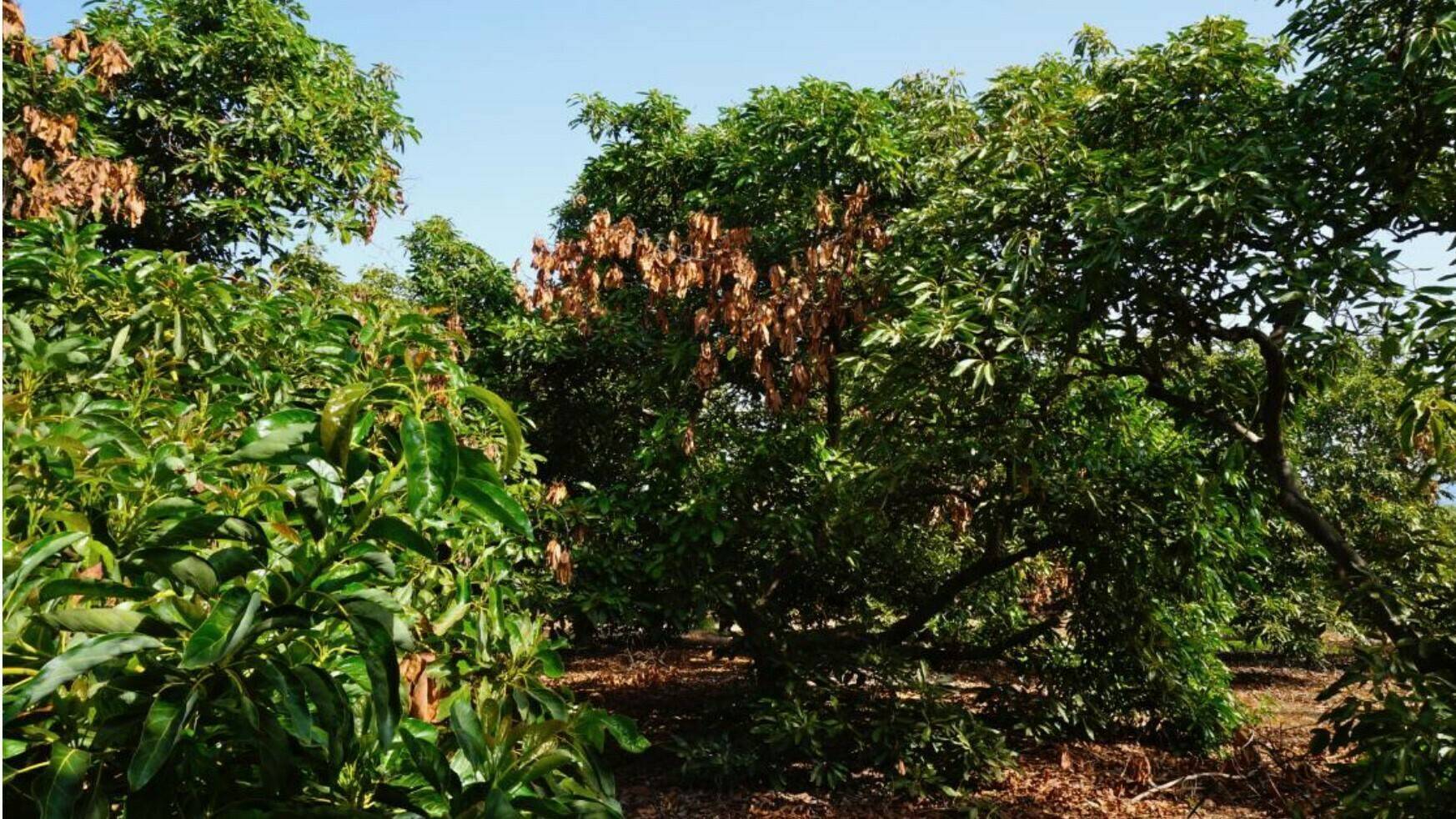 enfermedad-emergente-cultivo-de aguacate|López Herrera, Carlos